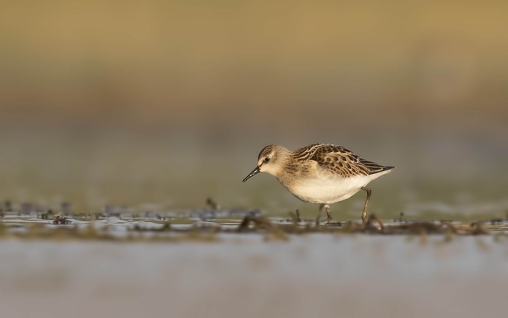 Little Stint