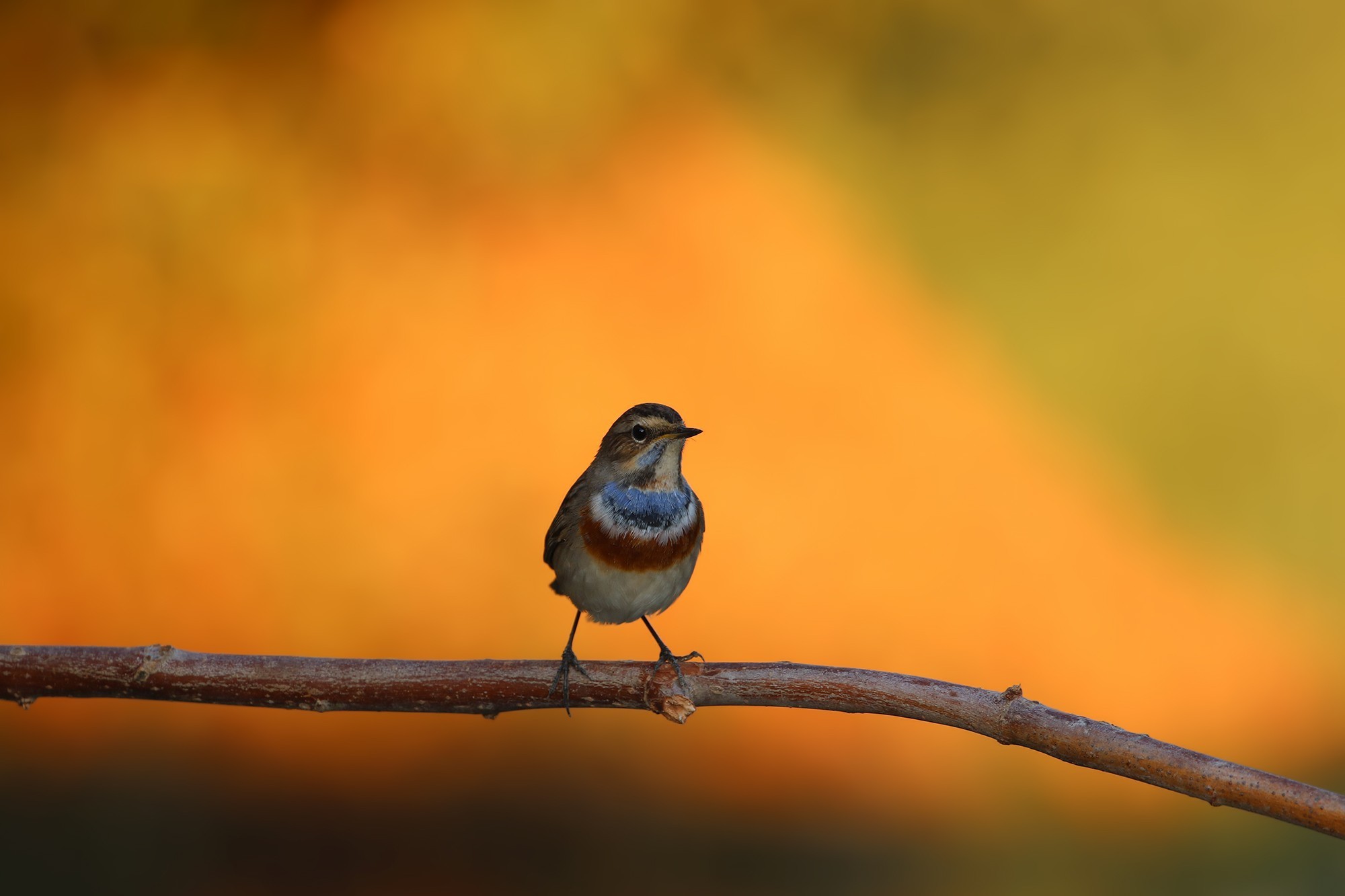 Bluethroat
