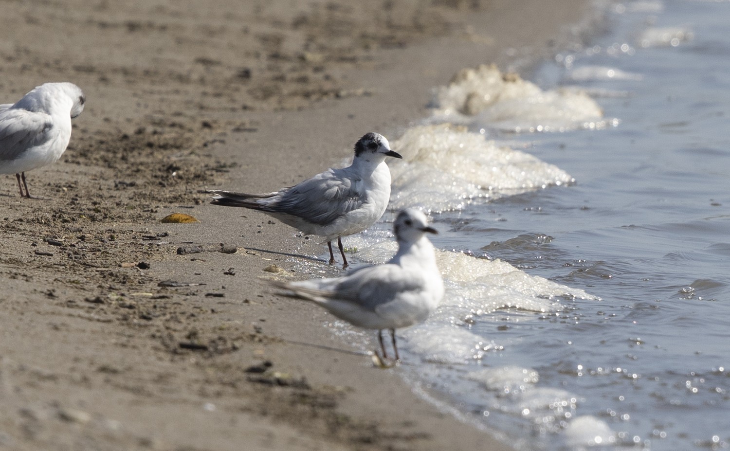 Little Gull