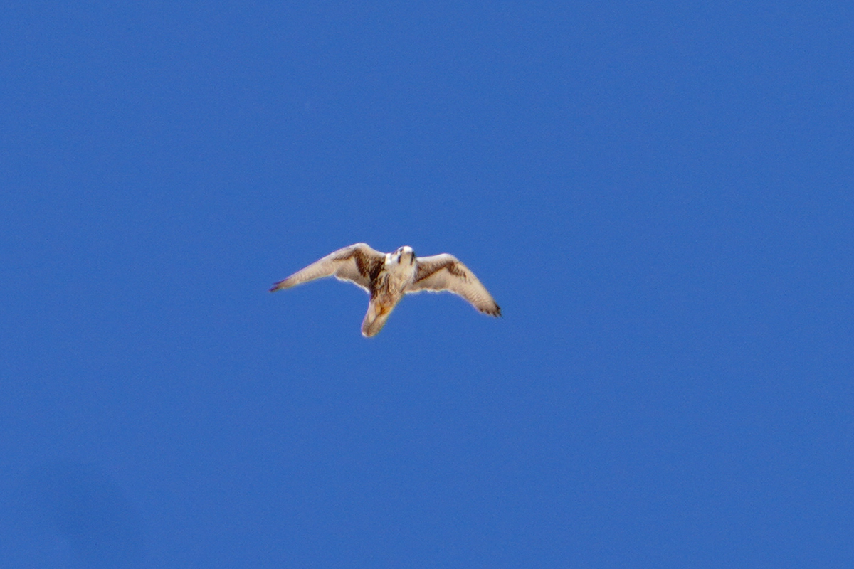 Saker Falcon
