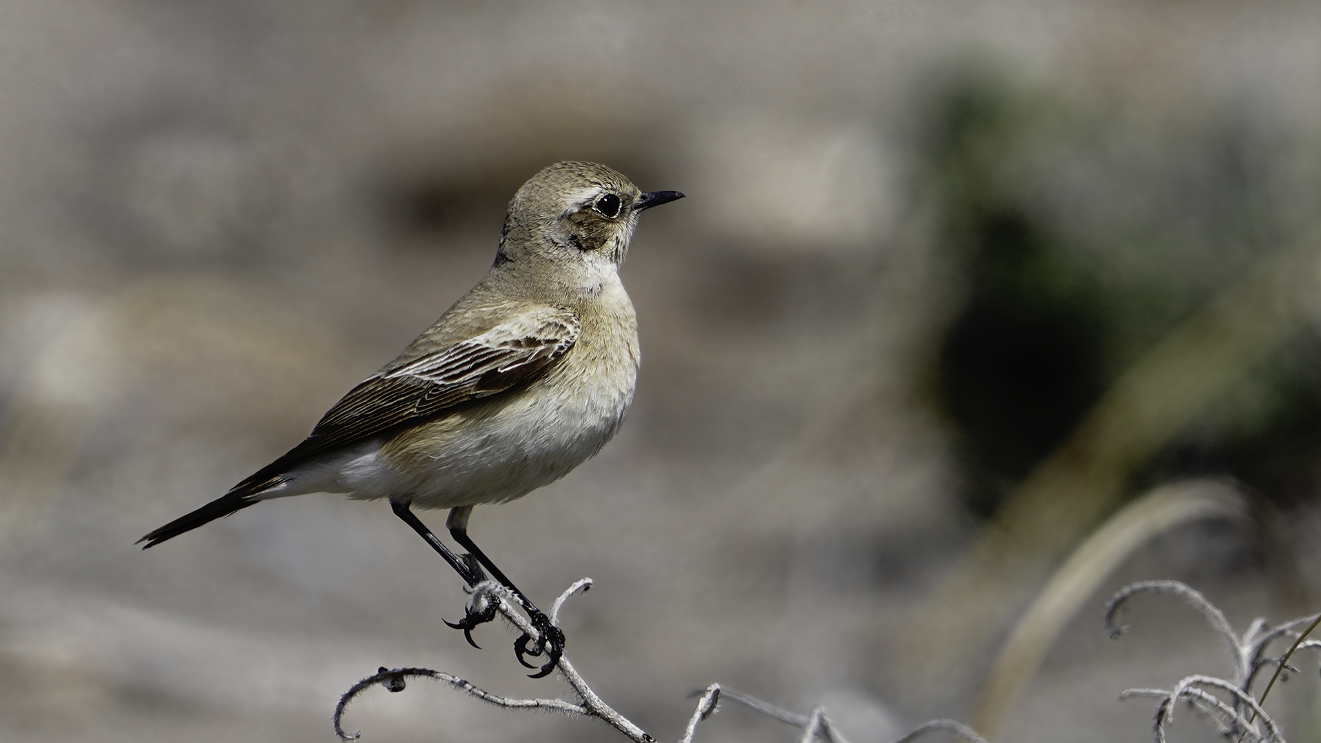 Desert Wheatear