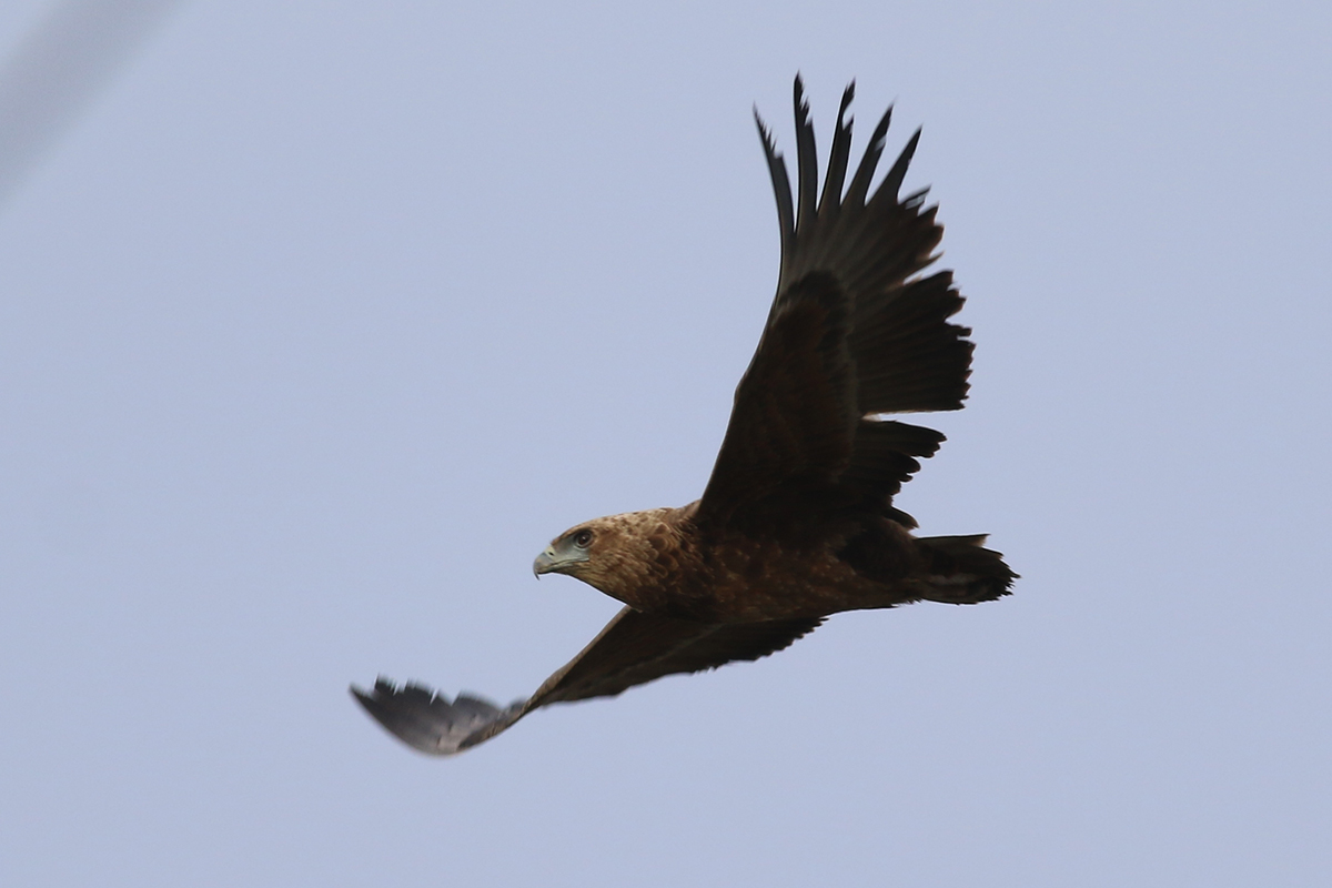 Bateleur