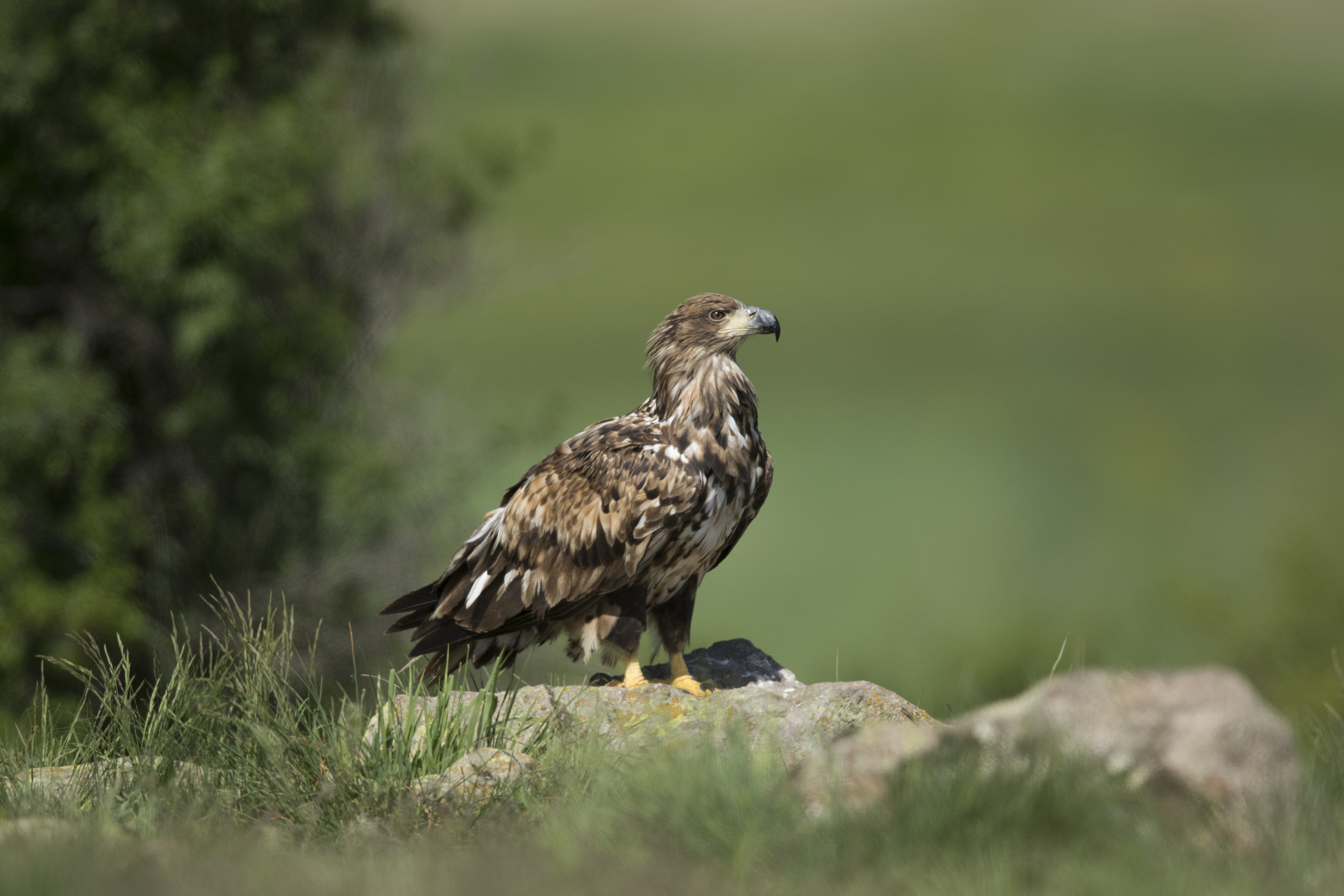 White-tailed Eagle