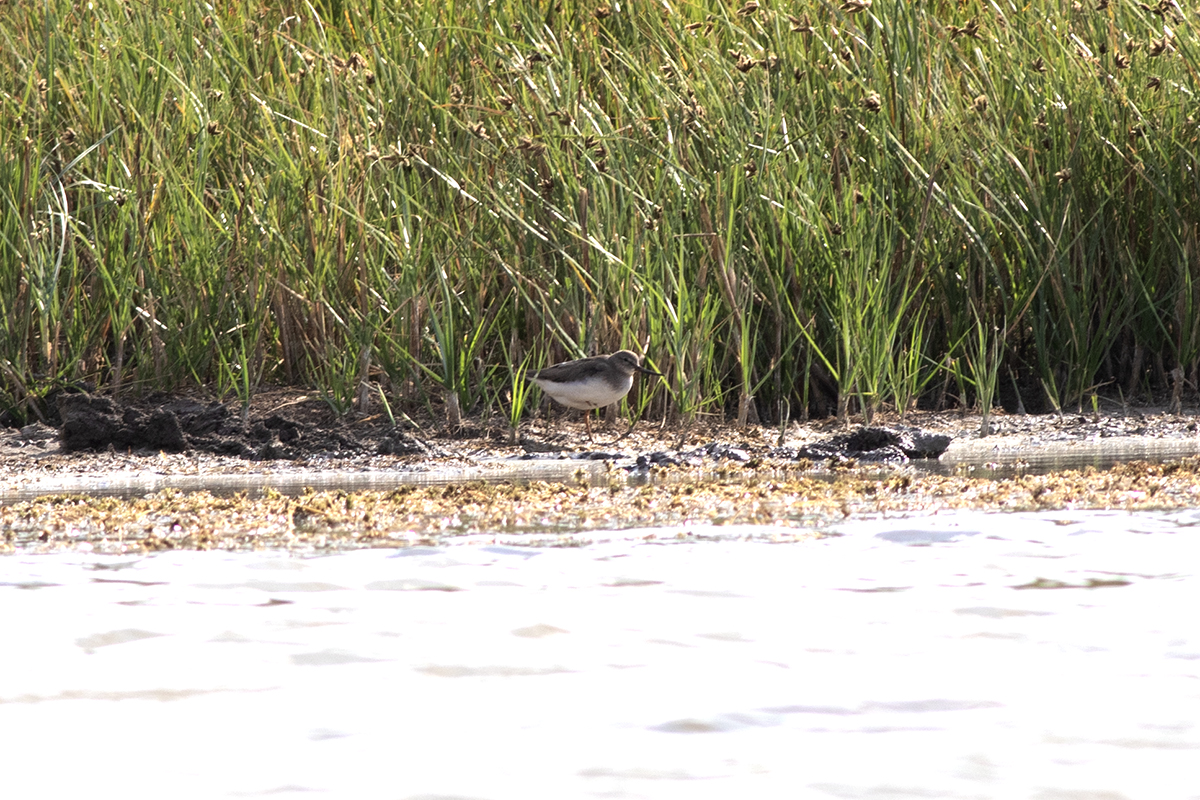 Terek Sandpiper