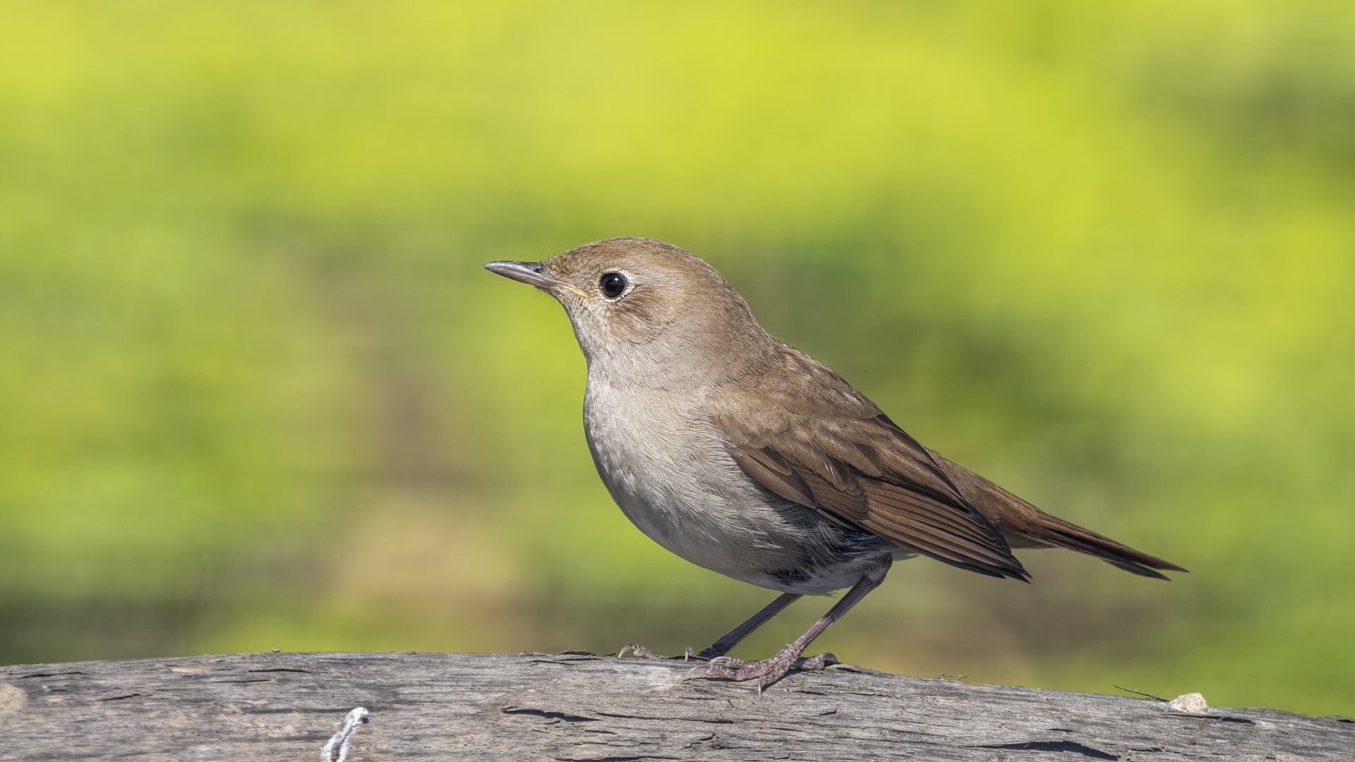Common Nightingale
