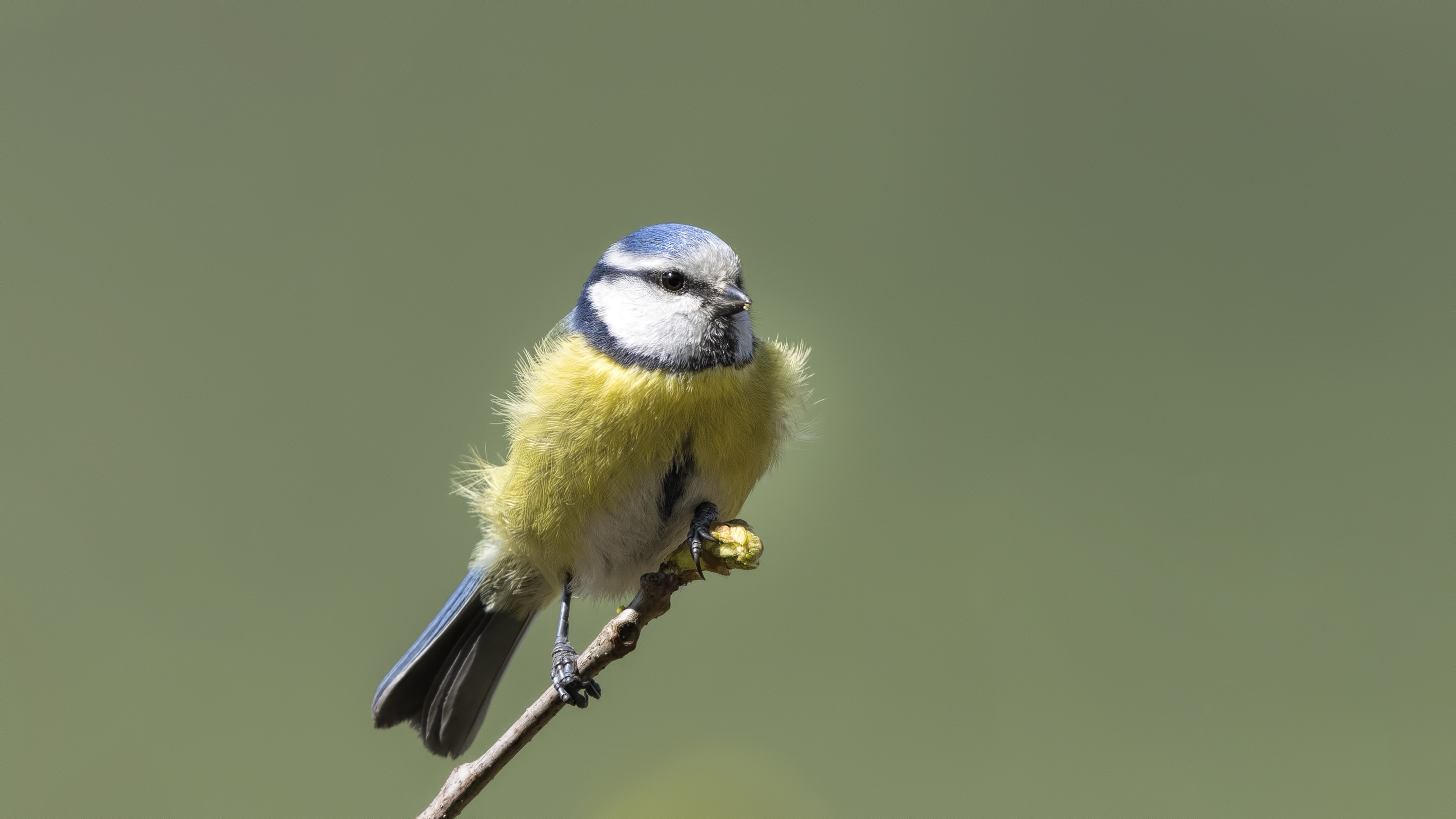Eurasian Blue Tit