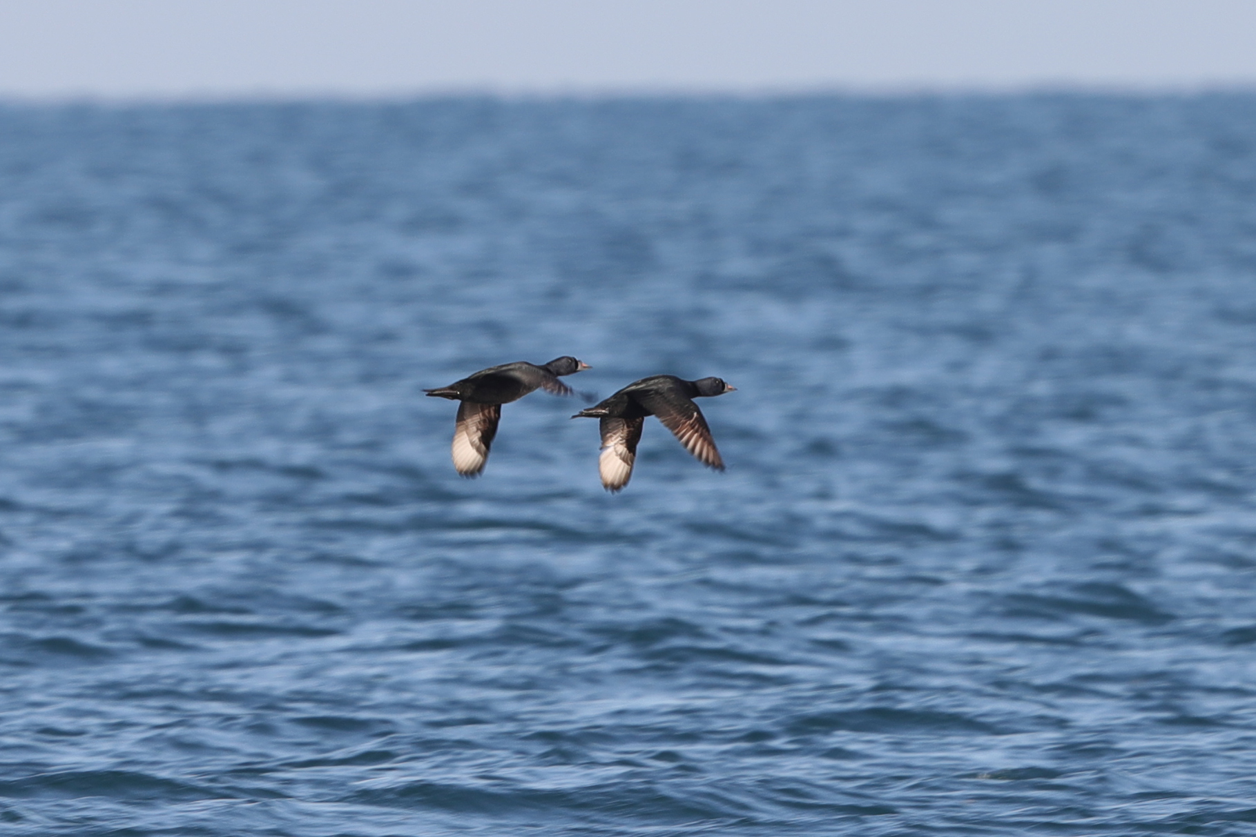 Common Scoter