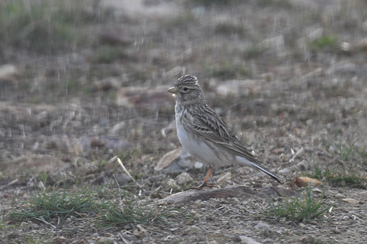 Turkestan Short-toed Lark