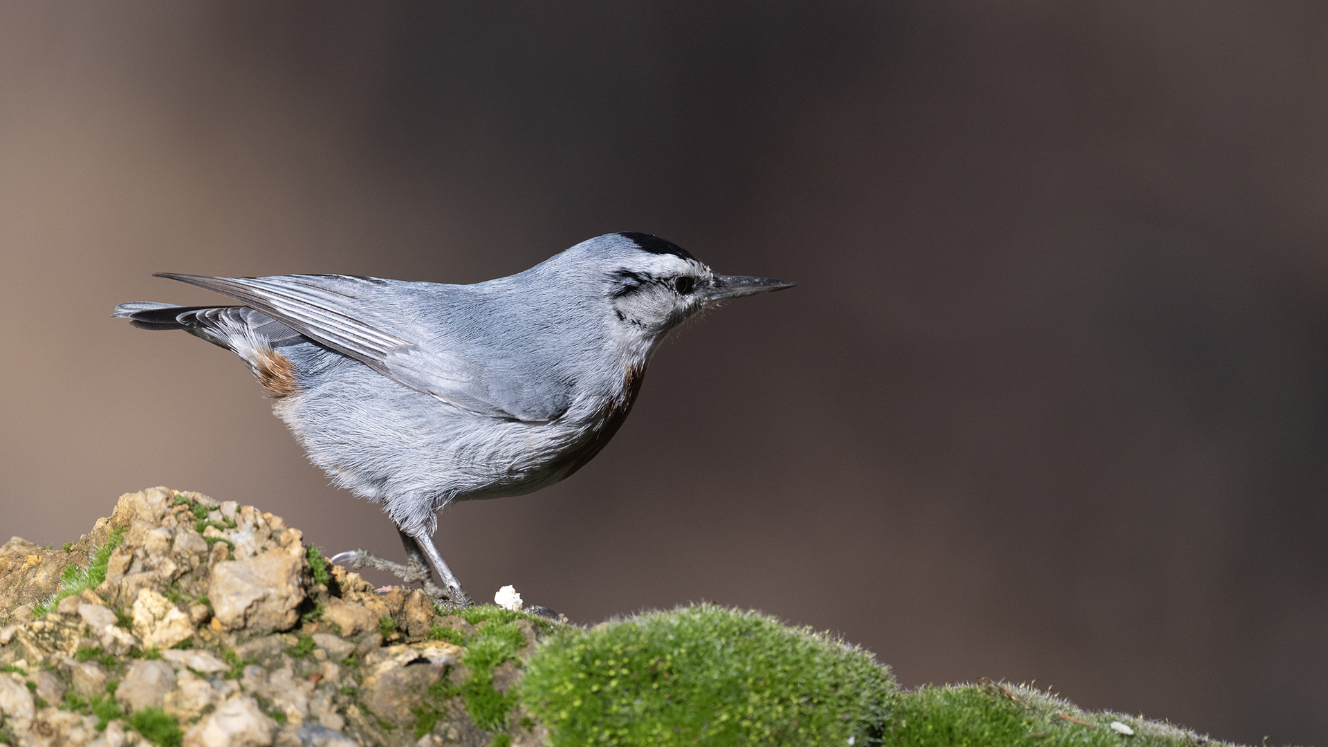 Krüper's Nuthatch