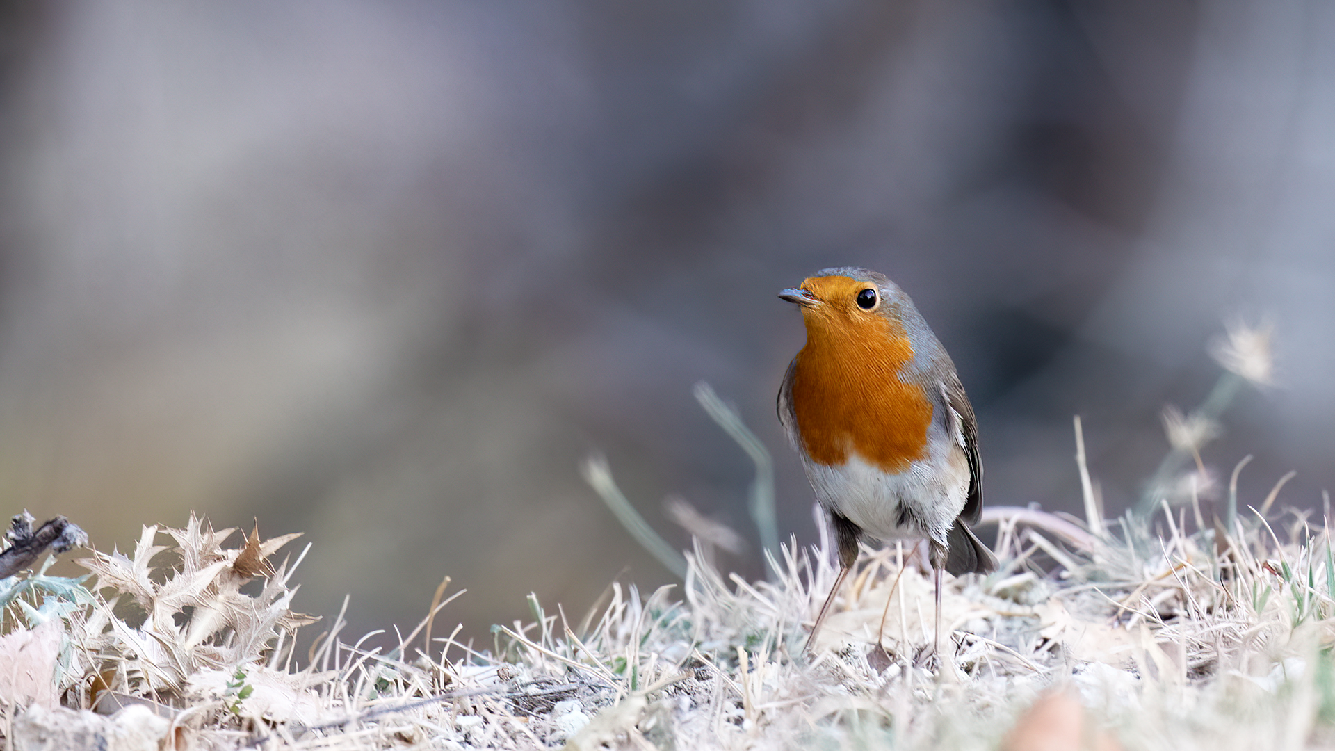 European Robin