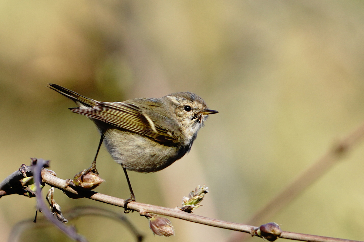 Hume's Warbler
