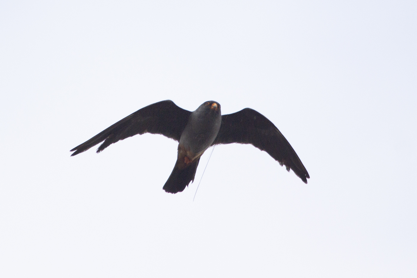 Red-footed Falcon