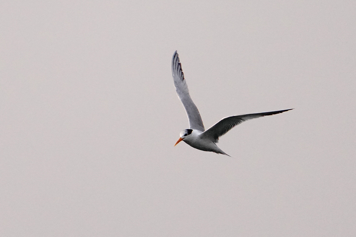 Lesser Crested Tern