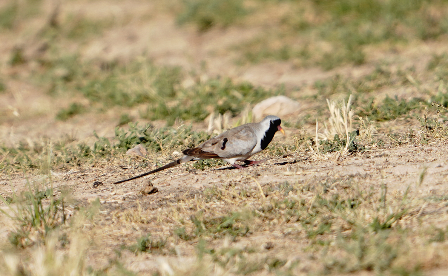 Namaqua Dove