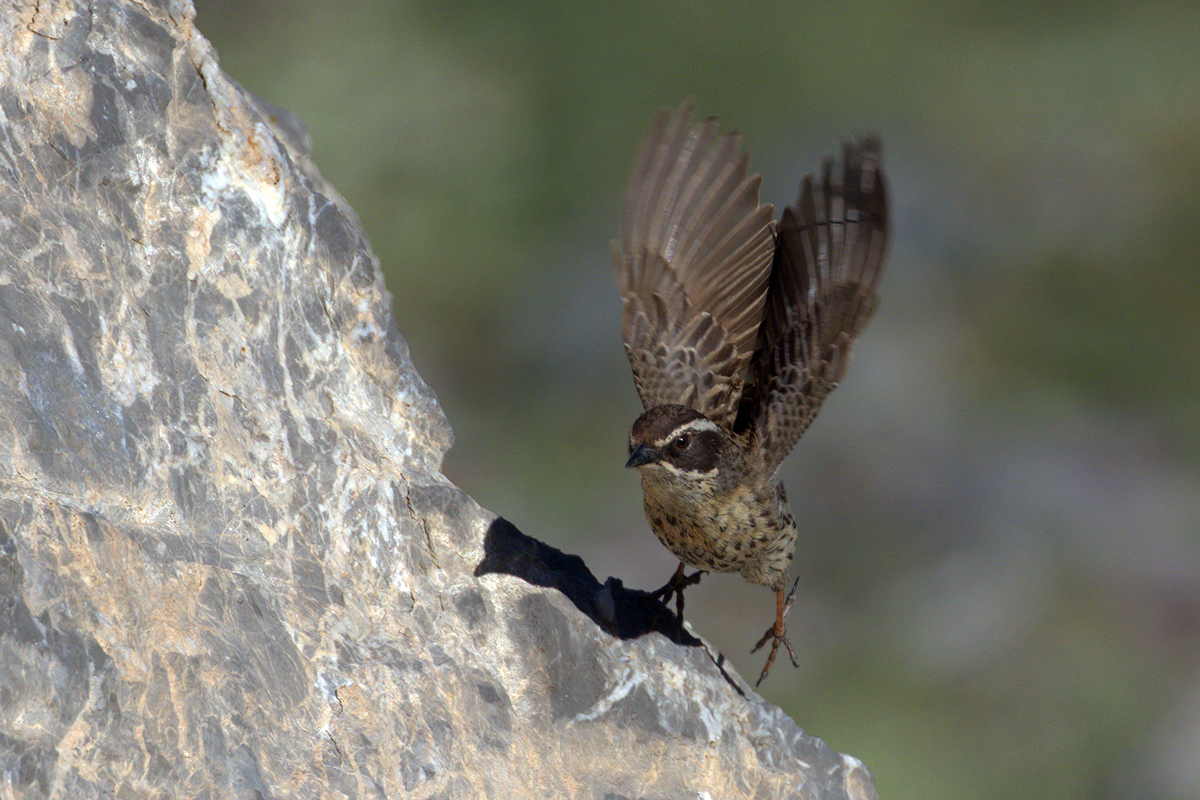Radde's Accentor