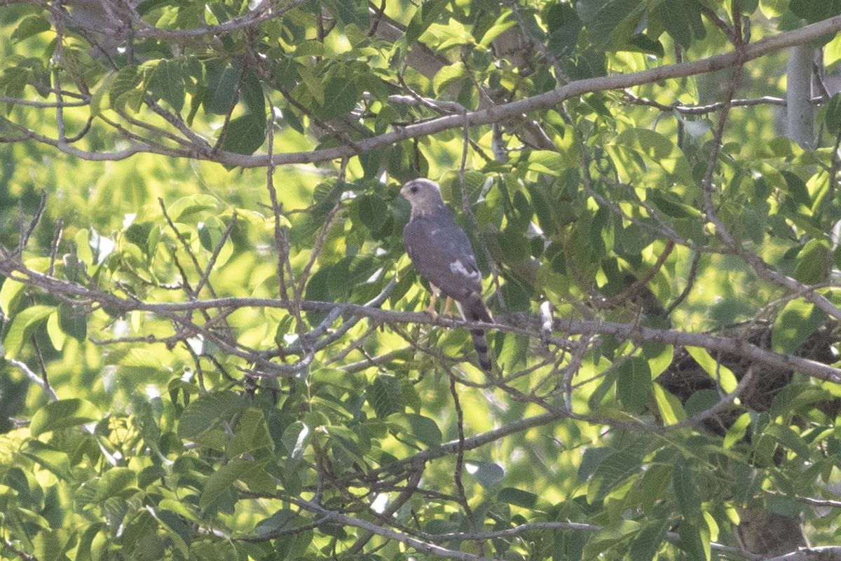 Levant Sparrowhawk