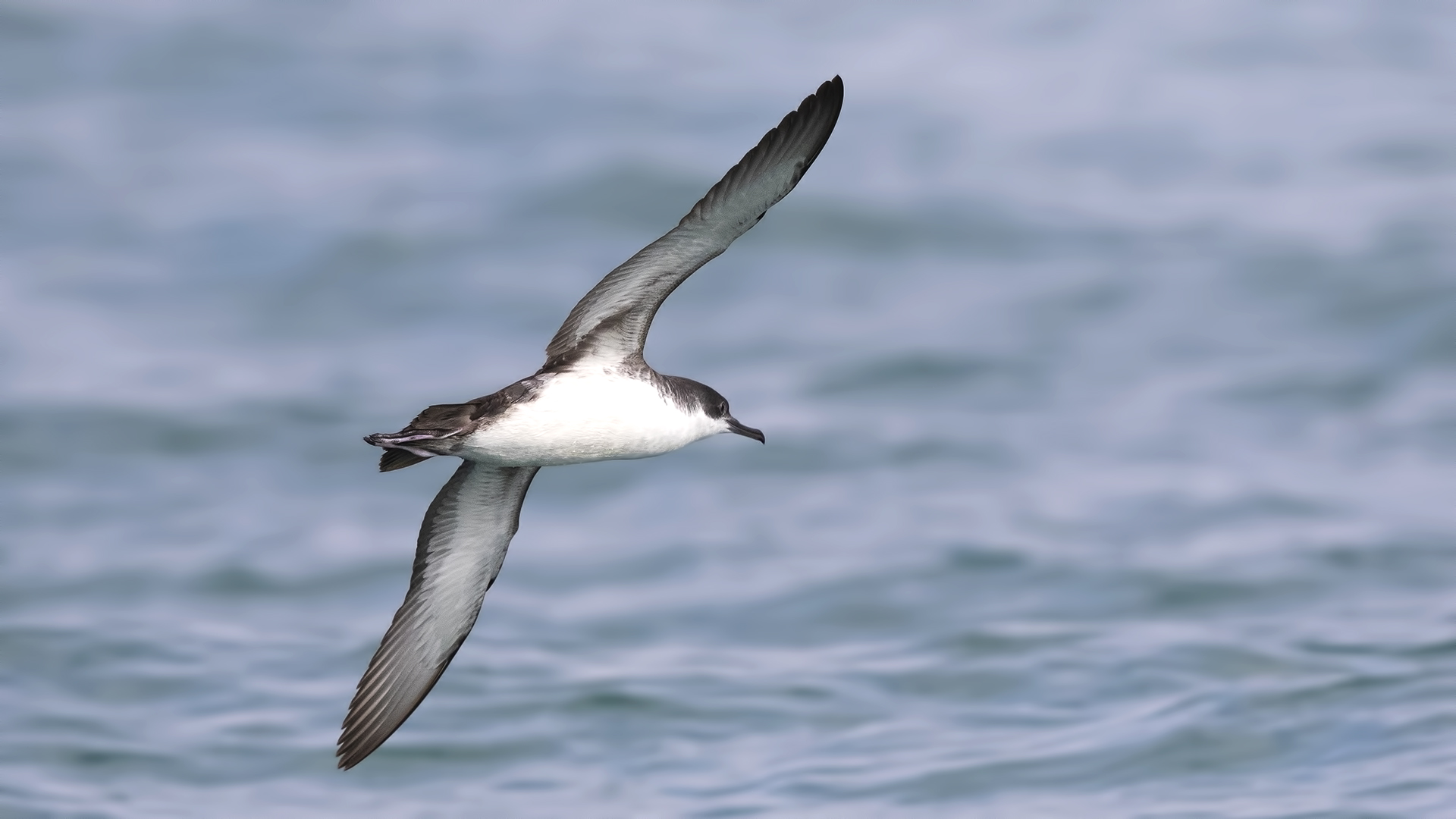 Yelkouan Shearwater
