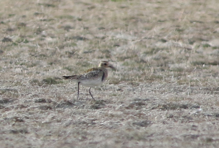 European Golden-Plover