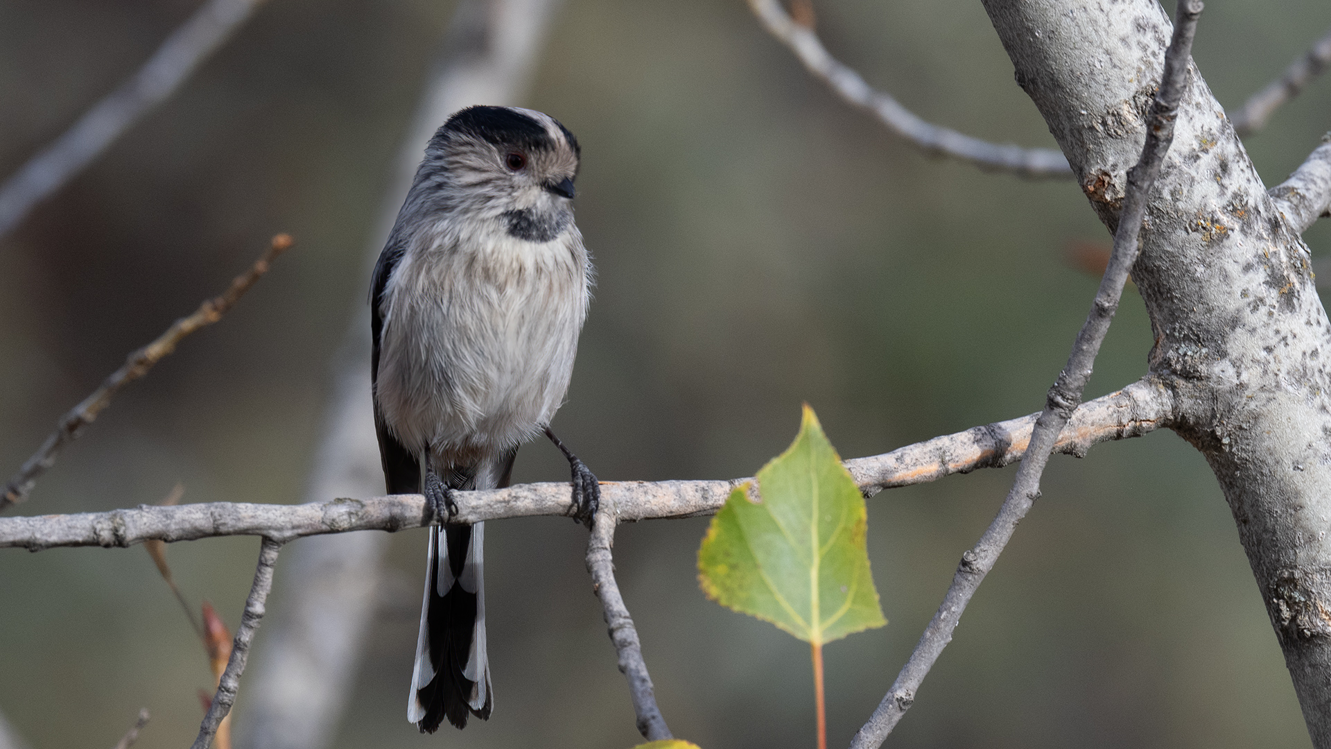 Long-tailed Tit