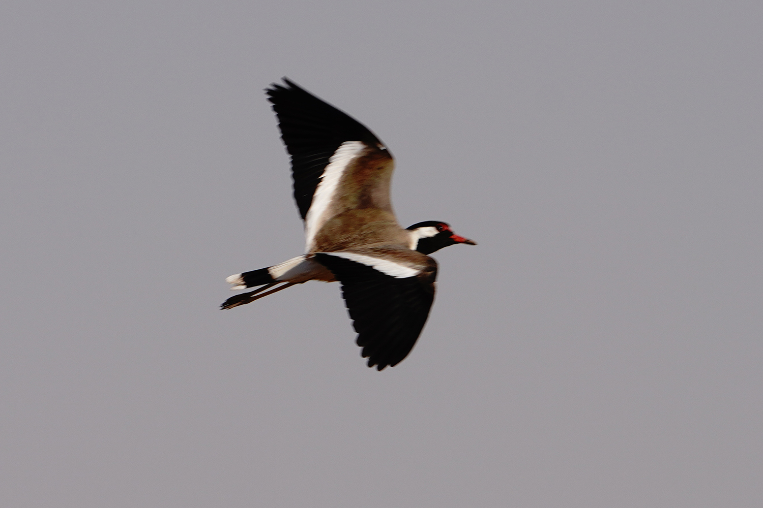 Red-wattled Lapwing