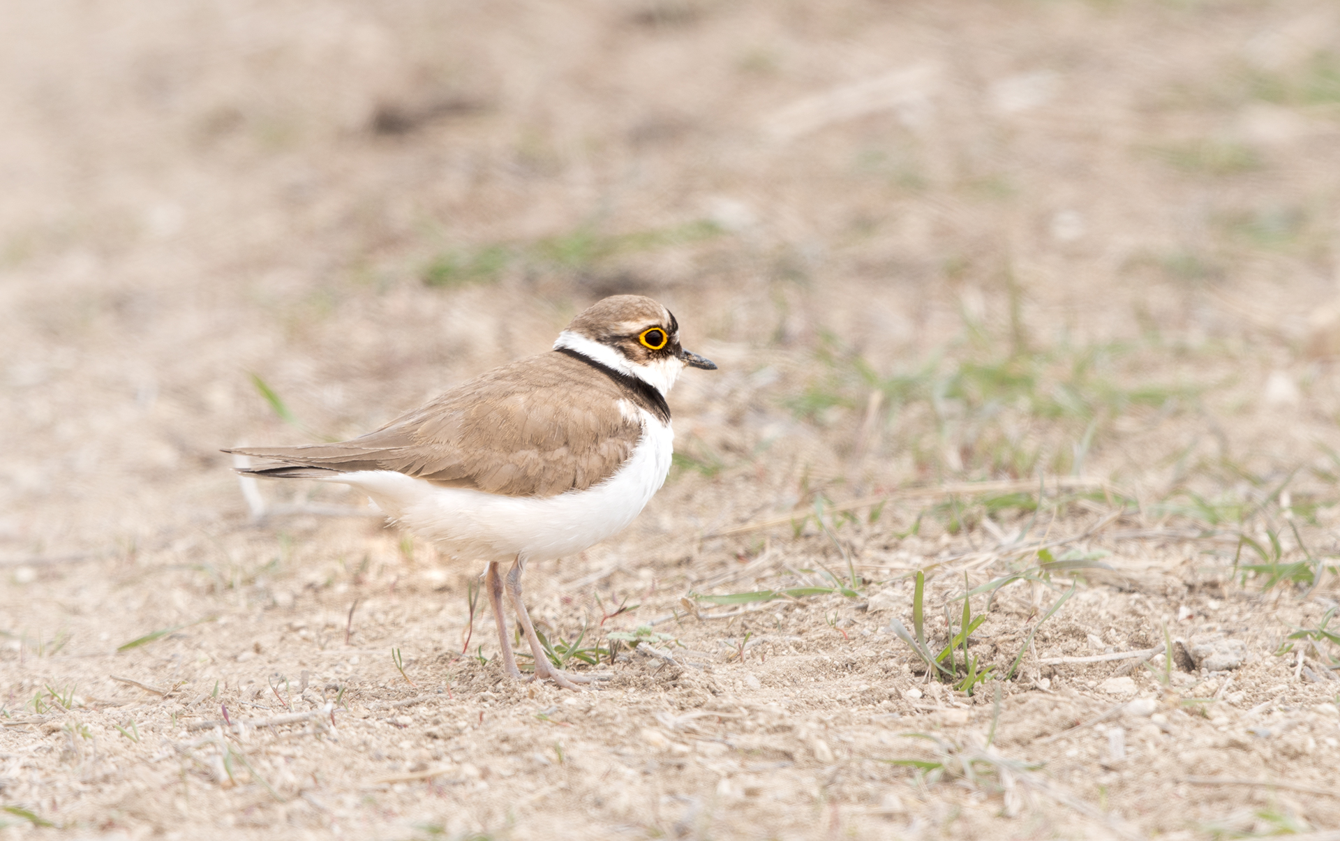Little Ringed Plover