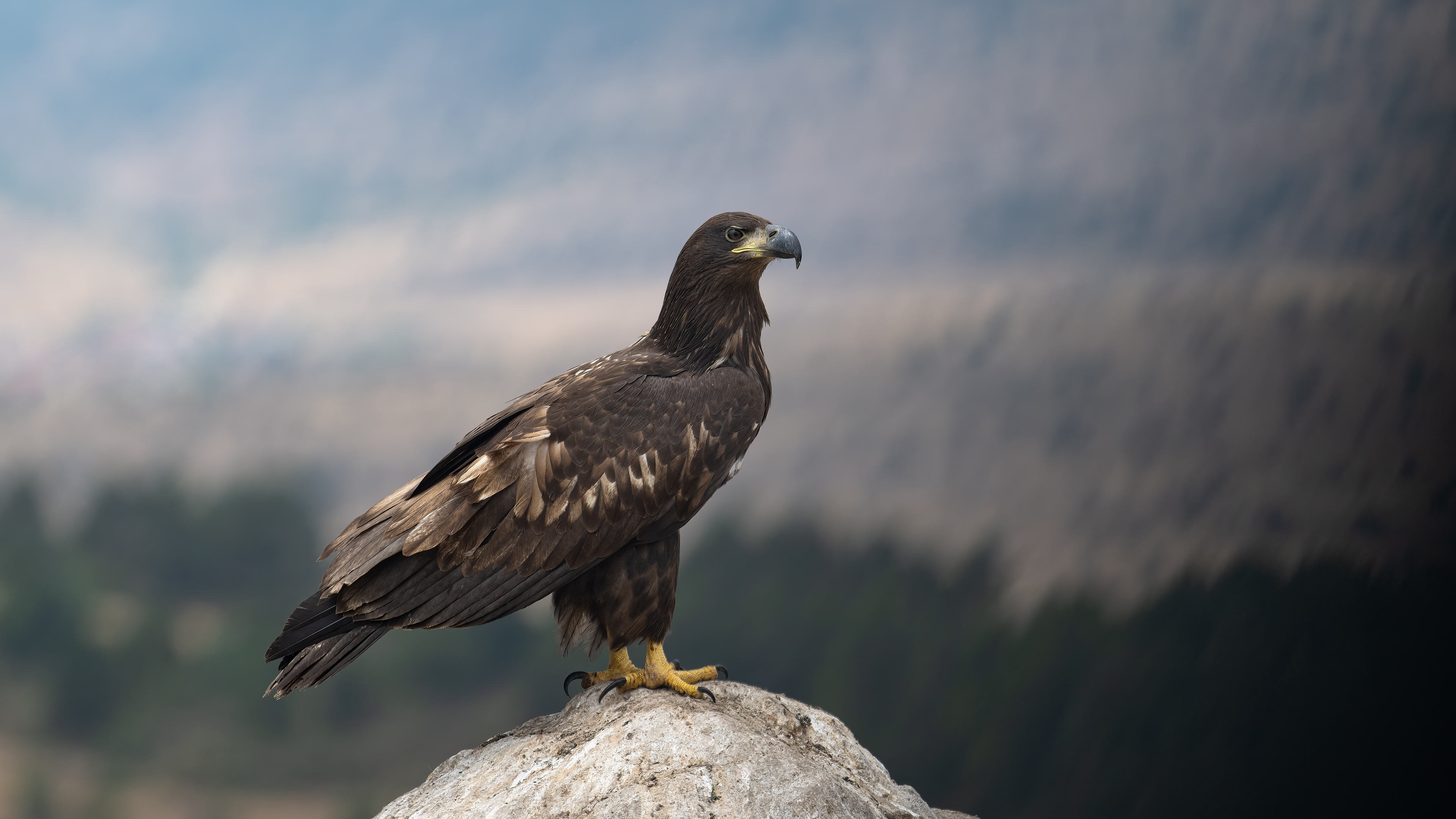 White-tailed Eagle