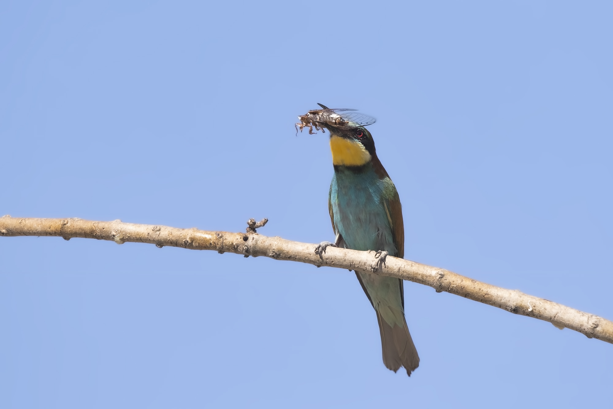 European Bee-eater
