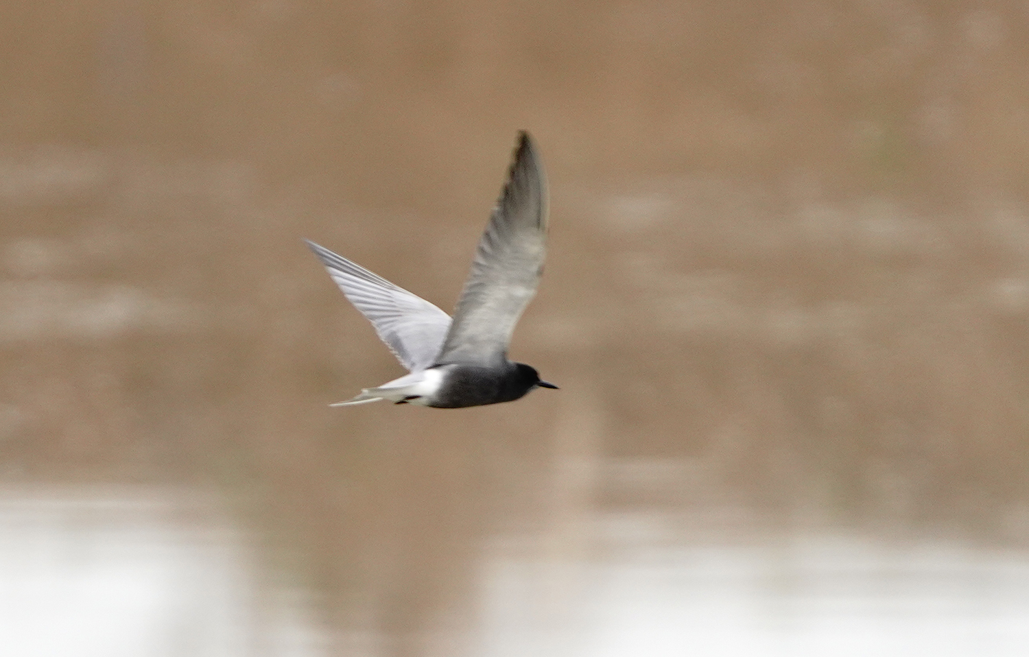 Black Tern