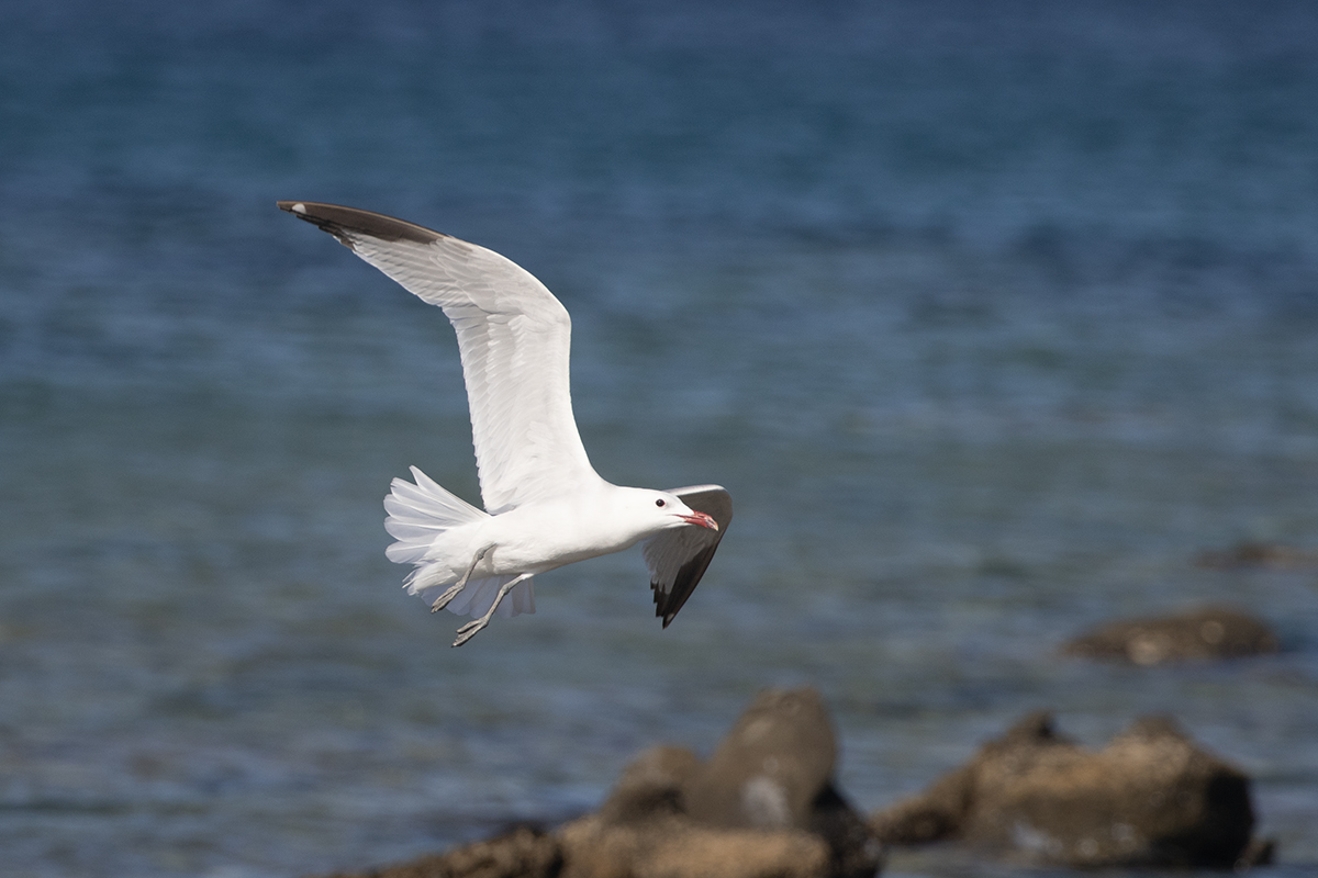 Audouin's Gull