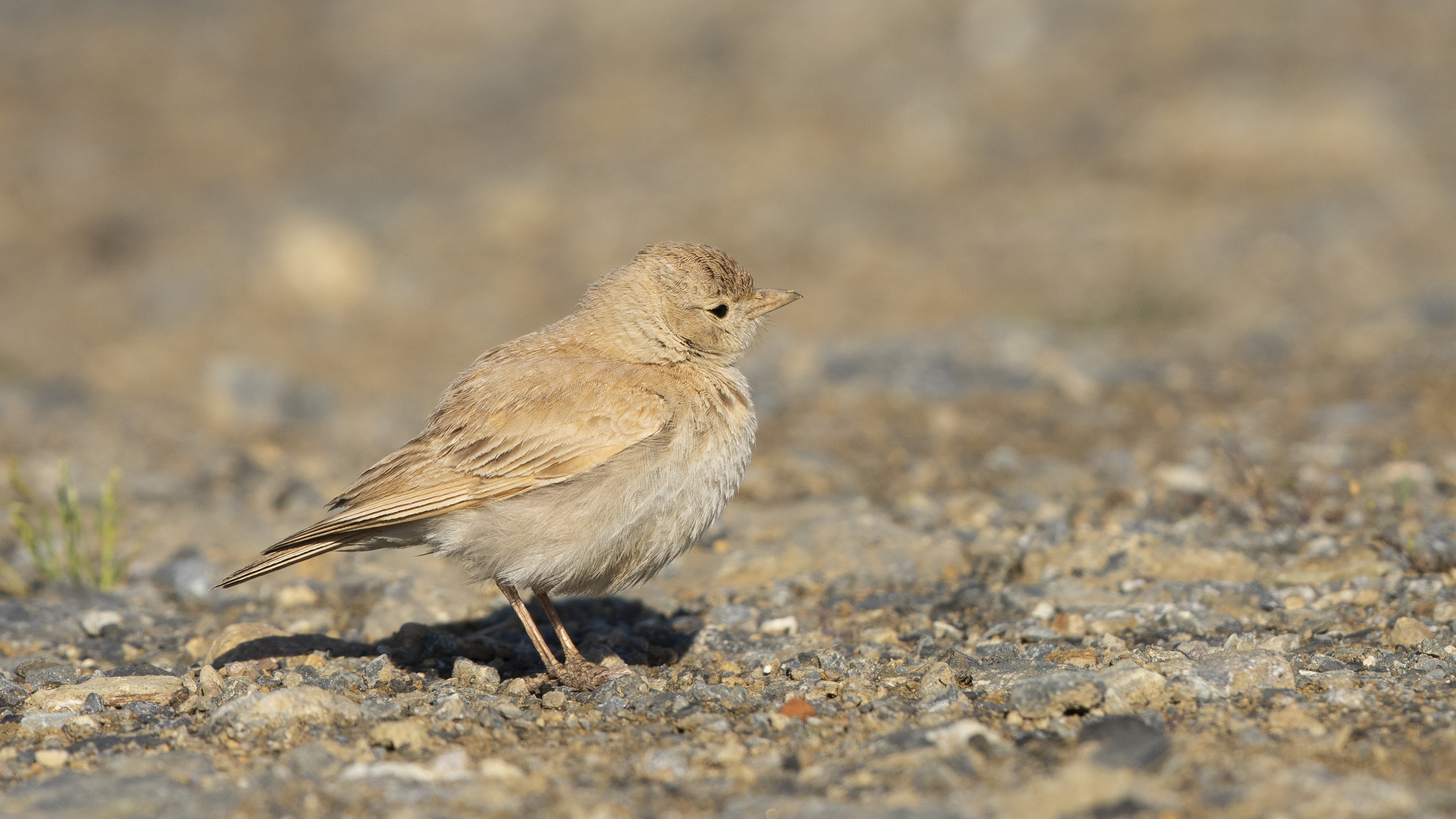 Bar-tailed Lark