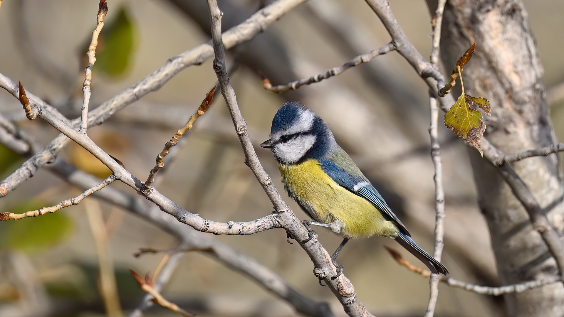 Eurasian Blue Tit — Ana fotoğraf