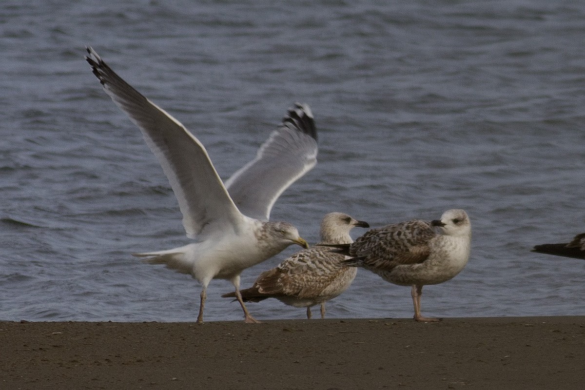 Herring Gull