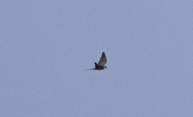 Eleonora's Falcon