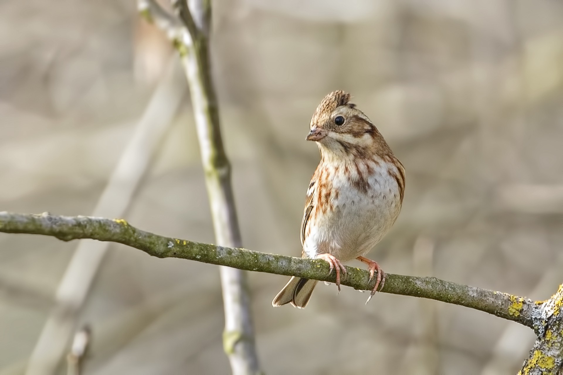 Rustic Bunting