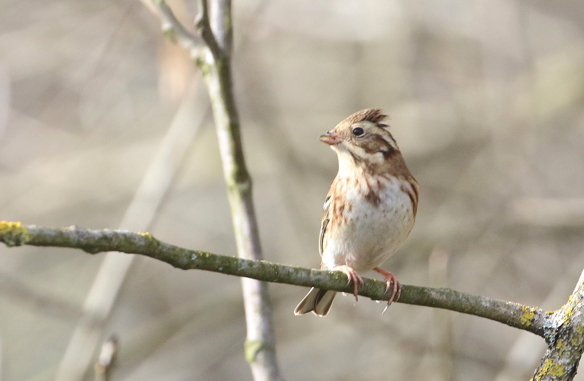 Rustic Bunting
