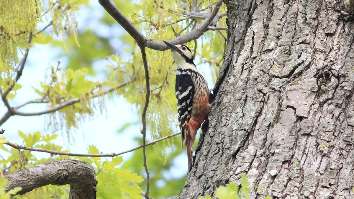 White-backed Woodpecker