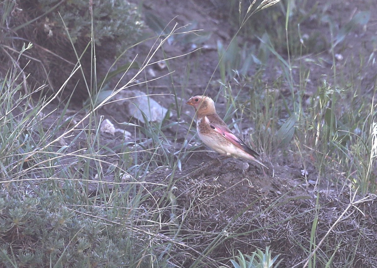 Crimson-winged Finch