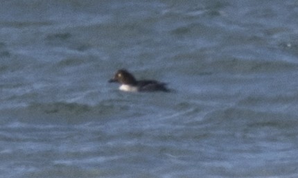 Common Goldeneye