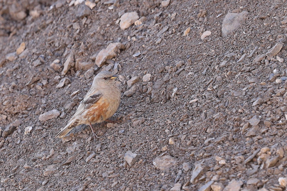 Alpine Accentor
