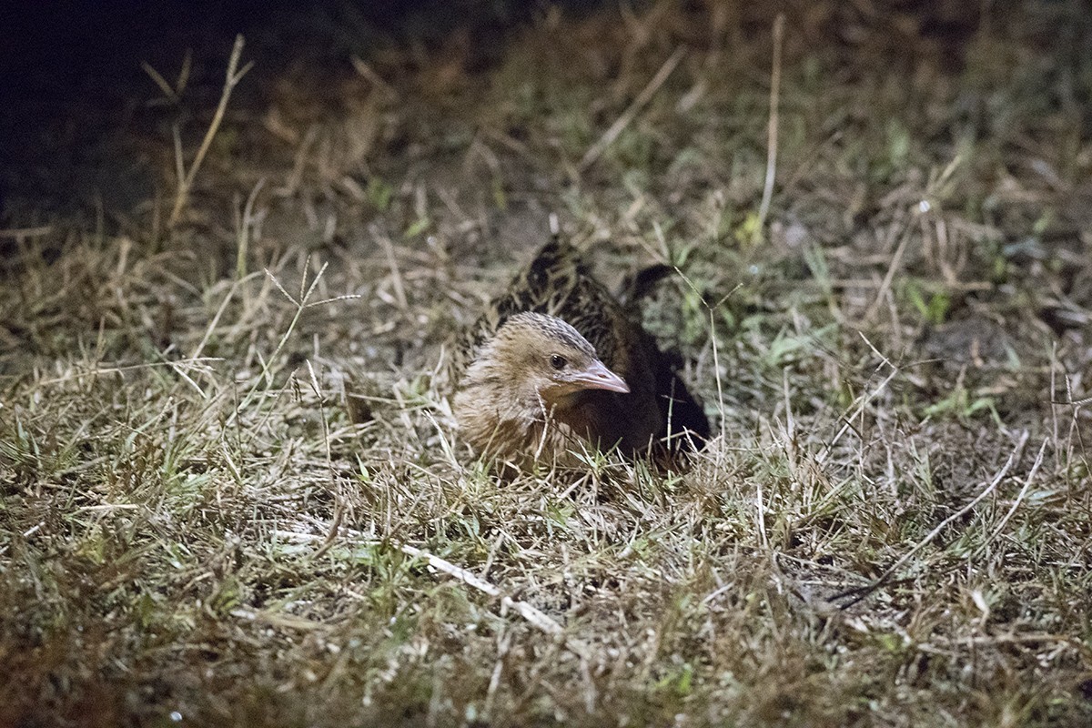 Corn Crake