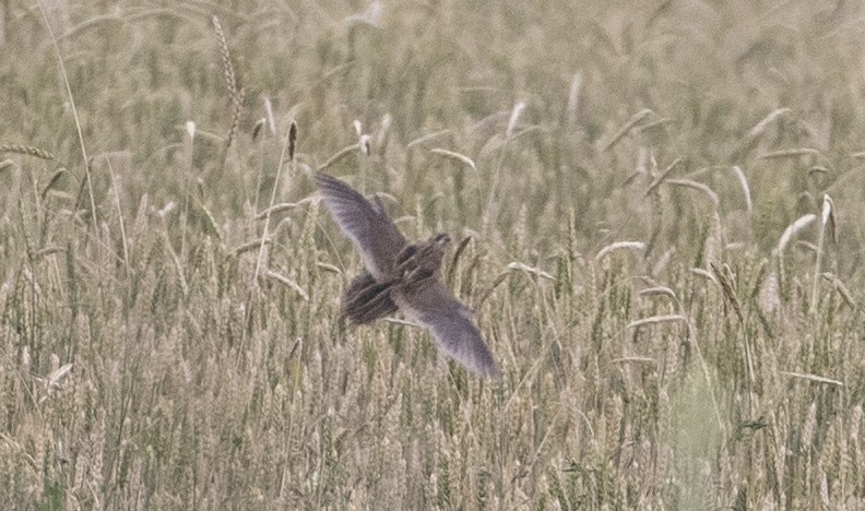 Common Quail