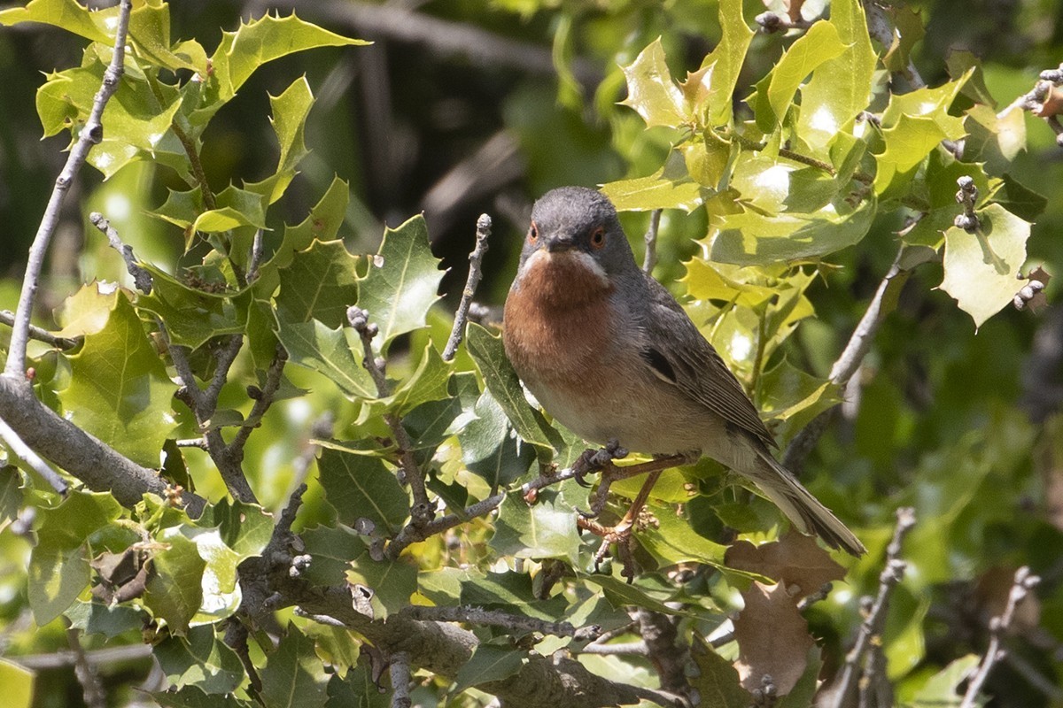 Subalpine Warbler