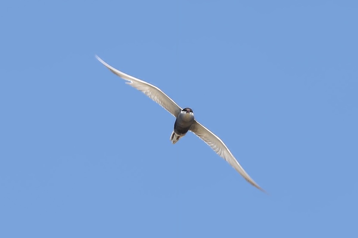 Whiskered Tern