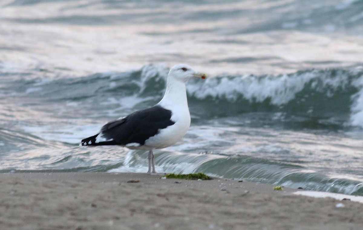 Great Black-backed Gull