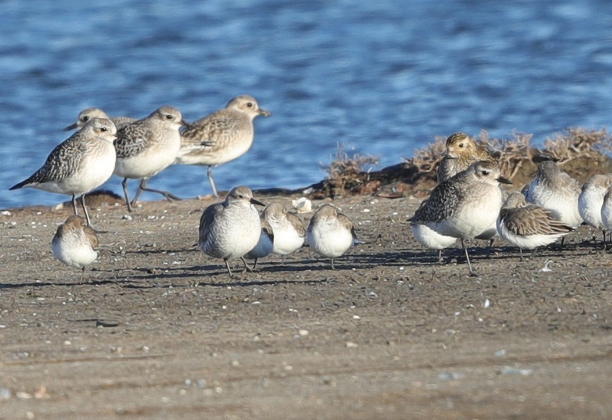 Red Knot