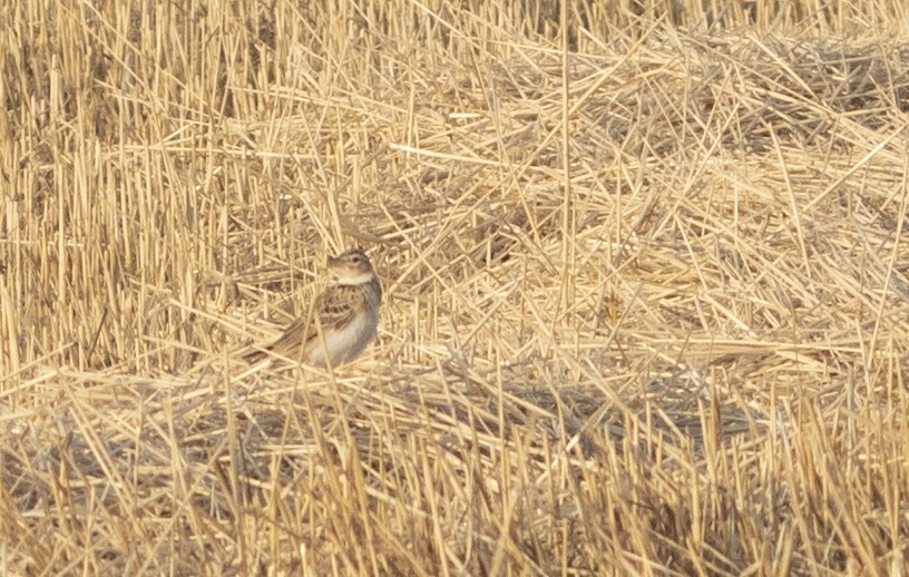 Calandra Lark