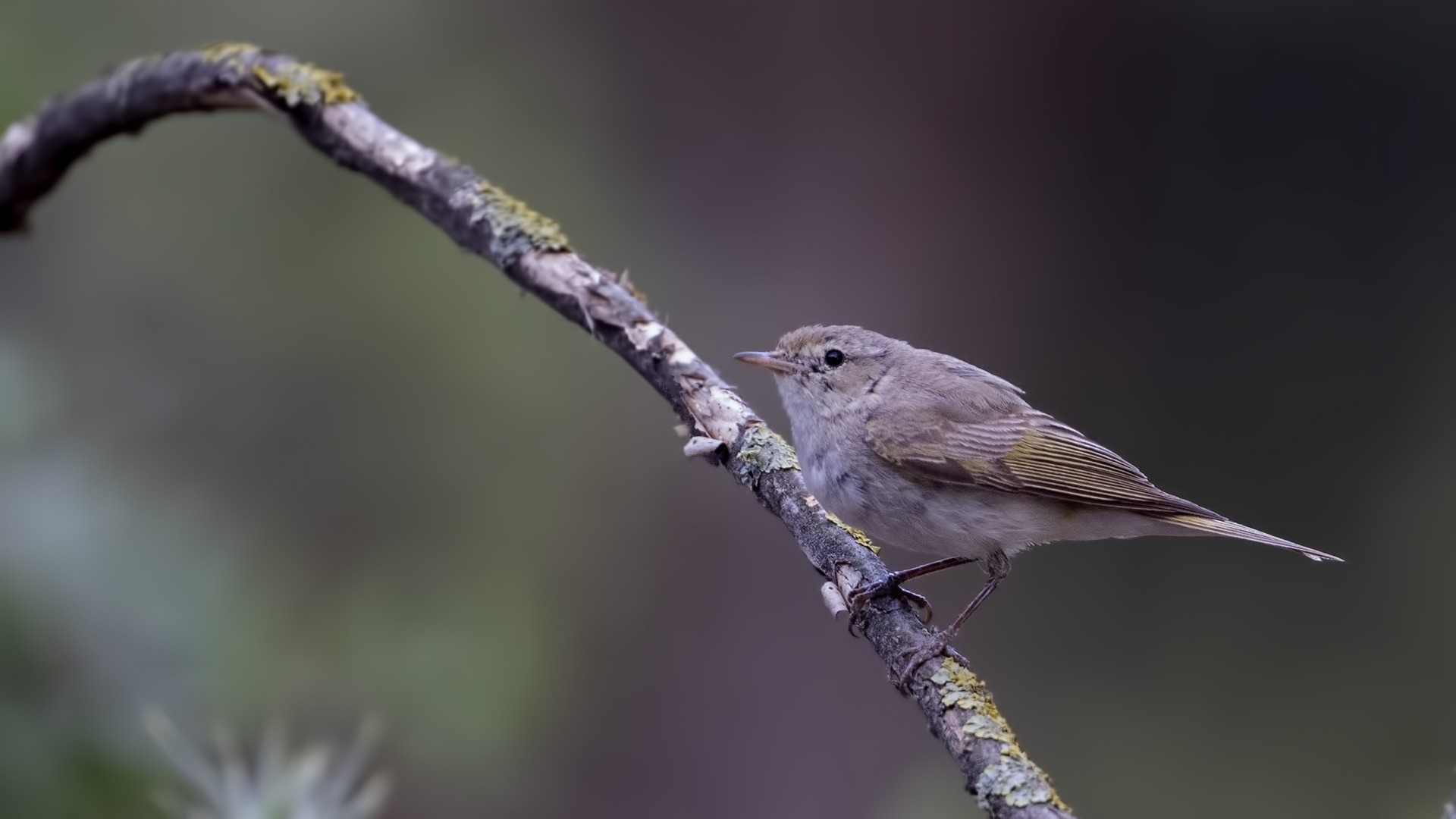 Eastern Bonelli's Warbler