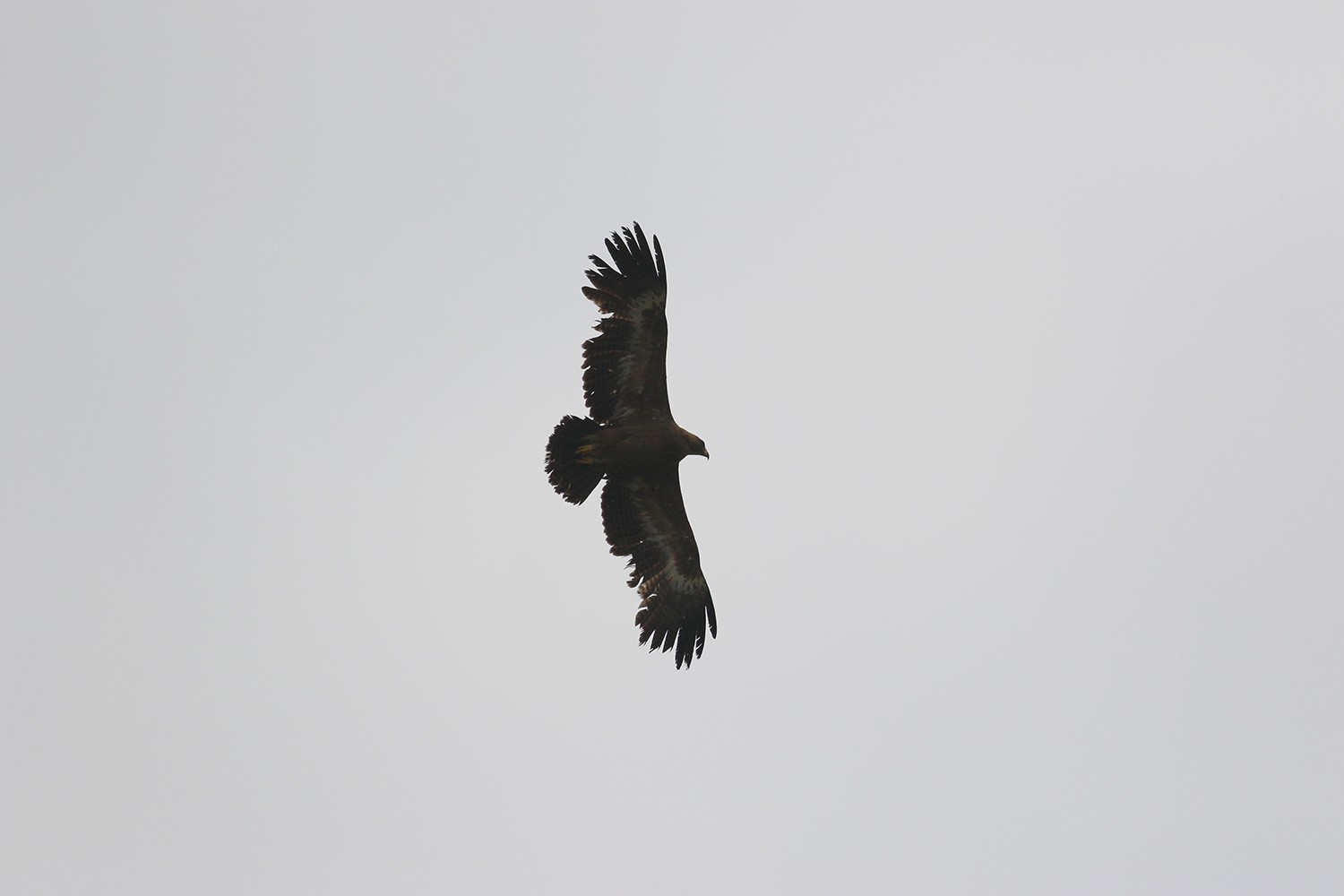 Steppe Eagle