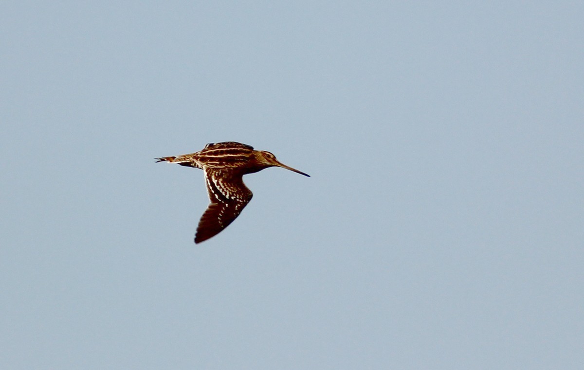 Great Snipe