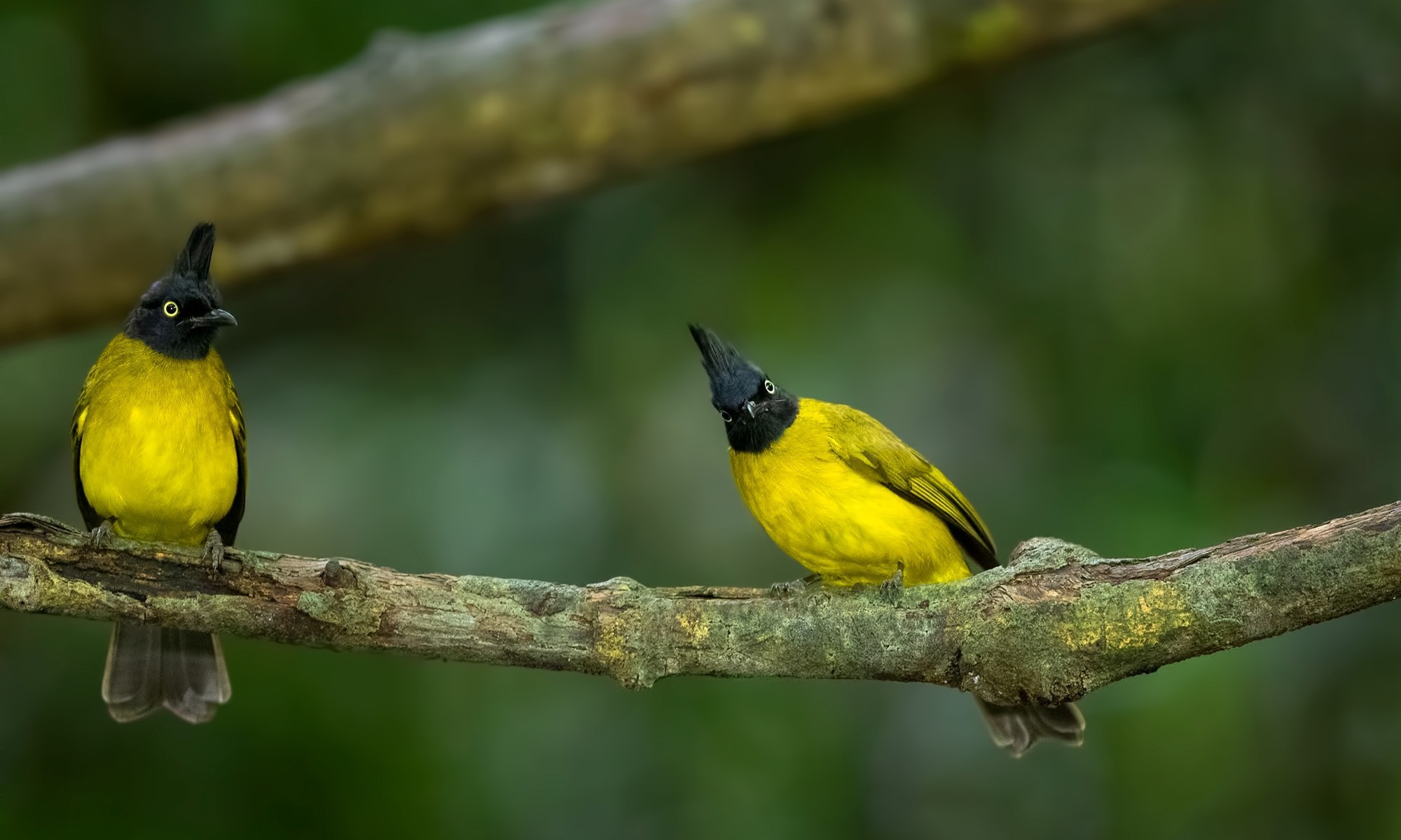 Black-crested Bulbul — Ana fotoğraf